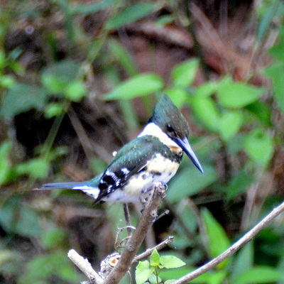 Amazon Kingfisher